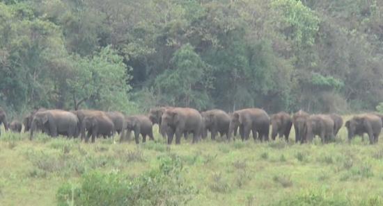 Sri Lanka to Re-map Elephant Corridors